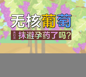 食品安全科普：無(wú)核葡萄真的是抹了避孕藥了嗎？